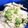 ！にょき！'s cooksnap of when they made かぶの梅マヨ和え.