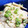 ！にょき！'s cooksnap of when they made かぶの梅マヨ和え.
