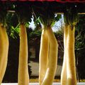 こりんずママ's cooksnap of when they made 大根の玄米漬け（保存漬け）.