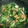 わーきち's cooksnap of when they made 小松菜の煮浸し.