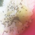 akochan910's cooksnap of when they made 絶賛！簡単さつま芋ご飯.