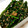 ゆーちゃん？'s cooksnap of when they made ほうれん草の簡単ごま和え.