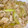 ikamama's cooksnap of when they made セロリと豚肉のオイスターソース炒め.