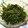 シュプ's cooksnap of when they made 簡単ほうれん草のごま和え.