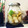slowlydays's cooksnap of when they made 大根とレモンのはちみつ漬け.