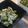 ドビどび's cooksnap of when they made かぶの葉と干しえびの菜飯.