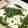 茨城出身くまもん's cooksnap of when they made 湯豆腐（ニラだれ）.