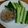 イナイトタナー's cooksnap of when they made きゅうり！梅×塩麹de梅きゅう♪.