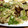 にゃんこ♪（≧∀≦'s cooksnap of when they made ナスとレタスのマヨ炒め＾－＾.