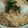kanya67's cooksnap of when they made ツナとみぞれ乗っけただけ♪和風パスタ.