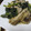 じゅのりこ's cooksnap of when they made 春菊と豚肉のさっと煮.