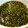 Dear☆tramp's cooksnap of when they made しその実✿麺つゆ漬け＆佃煮～ぷちぷち食感♡ふりかけ.