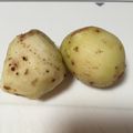 ちぃ−ち−chan's cooksnap of when they made 目からウロコ！ヌルヌルなしの里芋の皮むき.
