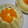kotochans’'s cooksnap of when they made ◆簡単で旨！みかんとヨーグルトのババロア.