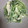 ひなちゃん2号's cooksnap of when they made シャキっと☆水菜の山葵(わさび)マヨ和え.
