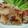 ゆみのブーフ's cooksnap of when they made ささみの梅肉チーズ焼き.