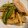 クックKE2MIV☆'s cooksnap of when they made たけのこと豚ばらのオイスターソース炒め.