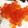 RYK1205's cooksnap of when they made いくらの醤油漬け.