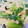 chipple3's cooksnap of when they made なばなとれんこんのごま辛子和え.