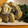 ポリスウーマン's cooksnap of when they made 牡蠣のバター焼き♪ほうれんそう添え♪.