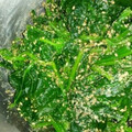 こっこね's cooksnap of when they made 簡単♡ほうれん草のおひたし♡.