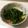 pandaayu's cooksnap of when they made ヘルシーつまみ！からし菜のごま酢みそあえ.