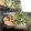 たくのスプーン's cooksnap of when they made 生鮭と舞茸のおろし煮.