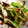 love1014's cooksnap of when they made 風邪のときに…長葱一本丸ごと独り占め♪.