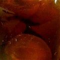 slgirl's cooksnap of when they made とろん♪とろん♪冷凍柿.