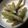 ダサコ's cooksnap of when they made いんげん！白胡麻和え♪.