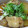 はるsan's cooksnap of when they made とろける大根と手羽先のあんかけ.