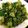 あさ's cooksnap of when they made わさび菜のゴマ和え.