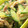 walnut0913's cooksnap of when they made なすときゅうりの生姜炒め.