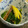 poco♡'s cooksnap of when they made かぼす香る☆椎茸とほうれん草のお浸し.