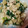 ★くまた★☆'s cooksnap of when they made じゃがいもとほうれん草の胡麻味噌白和え.