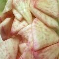 maco33's cooksnap of when they made ＊すぐ出来！赤かぶらの即席和風漬け物＊.