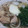 palmbeach's cooksnap of when they made 出汁が旨いっ！簡単！熱々鍋焼きうどん.