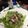 ▼玲緒にゃん's cooksnap of when they made 炙りまぐろのサラダ.