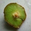 やむひー's cooksnap of when they made ★コツ★キウイの芯の取り方♪.