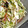 ぽんぺけ's cooksnap of when they made みょうが＆胡瓜の塩こんぶ和え.
