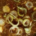 hamanny's cooksnap of when they made 自家製☆焼肉のタレ.
