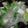 クック3LH6L4☆'s cooksnap of when they made 昆布だしで！ヘルシーなシイタケ鍋★.
