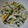 ナーちゃん's cooksnap of when they made 柿と白菜と塩昆布の切り漬け.