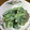 早起きまま's cooksnap of when they made 簡単！菜の花のゴママヨネーズ和え.
