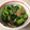 macaron627's cooksnap of when they made 豚肉と小松菜炒め.