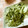 きっちmam＆tea's cooksnap of when they made さっぱり＆簡単！　おつまみキャベツ.
