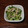 500SS's cooksnap of when they made 居酒屋風！？簡単おつまみ❁鶏皮胡瓜❁.