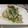キャロ姉's cooksnap of when they made カジキマグロのソテー.
