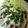 ばるぼあ's cooksnap of when they made 茹で鶏のネギごまポン酢.