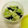 tokotan118's cooksnap of when they made 塩麹だけで絶品☆キャベツときのこの和え物.
